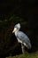 Shoebill Balaeniceps rex also known as whalehead or shoe-billed stork with dark background. Shoebill standing on the edge of