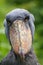 The shoebill Balaeniceps rex also known as whalehead or shoe-billed stork portrait in green reeds