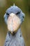 The shoebill Balaeniceps rex also known as whalehead or shoe-billed stork portrait in yellow reeds