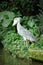 Shoebill (Balaeniceps rex) bird