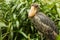 Shoebill Balaeniceps rex close-up portrait in the jungle in the rain