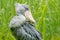 Shoebill, Balaeniceps rex, hidden in the green vegetation. Portrait of big beaked bird, Uganda. Birdwatching in Africa