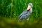 Shoebill, Balaeniceps rex, hidden in the green vegetation. Portrait of big beaked bird, Uganda. Birdwatching in Africa