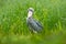 Shoebill, Balaeniceps rex, portrait of big beak bird, Congo. Detail wildlife scene from Central Africa. Rare bird in the green gra