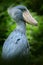 Shoebill, Balaeniceps rex, portrait of big beaked bird, Uganda. Detail wildlife scene from Central Africa. Rare bird in the green