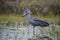 The Shoebill, Balaeniceps rex or Shoe-Billed Stork