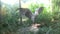 A shoebill Balaeniceps rex stork standing surrounded by plants. Funny exotic bird