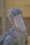 Shoebill bird