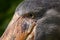 Shoebill close-up head detail. Shoebill, Balaeniceps rex, hidden in the green vegetation. Portrait of big beaked bird, Uganda.