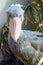 The shoebill closeup.