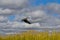 Shoebill Flying