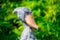 Shoebill - funny stork in the greenery