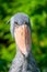 Shoebill - funny stork in the greenery