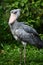 Shoebill stork