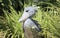 Shoebill stork