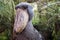 Shoebill Stork