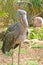 Shoebill Stork