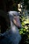 Shoebill stork #7