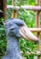 Shoebill Stork (Balaeniceps rex)