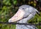 Shoebill Stork (Balaeniceps rex) - Majestic Bird of the Wetlands