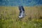 Shoebill taking flight from swamp