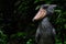 Shoebill a ugly bird in wild.