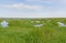 Shoebill wetland Habitat Complete with Shoebill