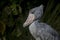 Shoebill whale-headed stork