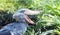 Shoebill, Whalehead