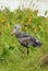 Shoebill in the Wild - Uganda, Africa