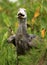 Shoebill in the Wild - Uganda, Africa