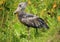Shoebill in the Wild - Uganda, Africa