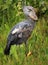 Shoebill in the Wild - Uganda, Africa