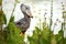 Shoebill in the Wild - Uganda, Africa