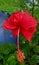 Shoeblack flower beautiful natural nice image