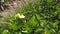 Shoeblackplant Hibiscua flower