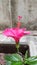 Shoeblackplant, Pink color hibiscus flower