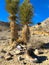 Shoes and young joshua trees at Lost Burro Mina in Death Valley