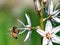 Shoham Bee on Asphodelus flower 2011