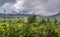 Shola forest near Mannavanur Lake, Kodaikanal