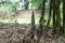 Shoot of Bamboo in the rain forest.  Bamboo sprout. young bamboo sprouts at agriculture bamboo farm.