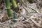 Shoot of Bamboo in the rain forest.  Bamboo sprout. young bamboo sprouts at agriculture bamboo farm.