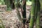 Shoot of Bamboo in the rain forest.  Bamboo sprout. young bamboo sprouts at agriculture bamboo farm.