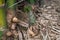 Shoot of Bamboo in the rain forest.  Bamboo sprout. young bamboo sprouts at agriculture bamboo farm.