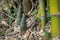 Shoot of Bamboo in the rain forest.  Bamboo sprout. young bamboo sprouts at agriculture bamboo farm.