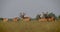 Shoot of beautiful wild deers standing in the field in the national reserve in summer