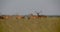 Shoot of beautiful wild deers walking in the field in the national reserve in summer