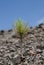 Shoot of Canary Island pine.