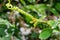 Shoot of a climbing plant. Creeper like spring. Curly twig