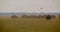 Shoot of one large bison walking in the meadow in the national reserve in summer